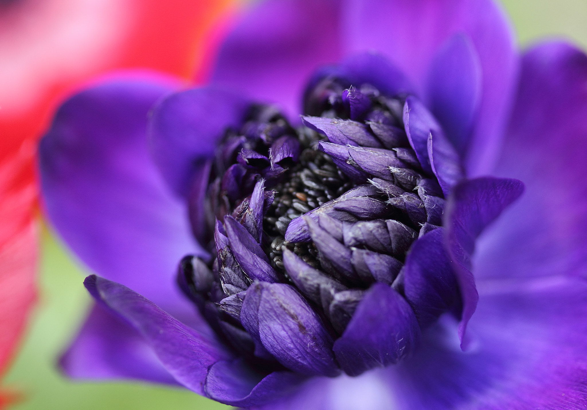 Canon EF-S 60mm F2.8 Macro USM sample photo. Anemone photography