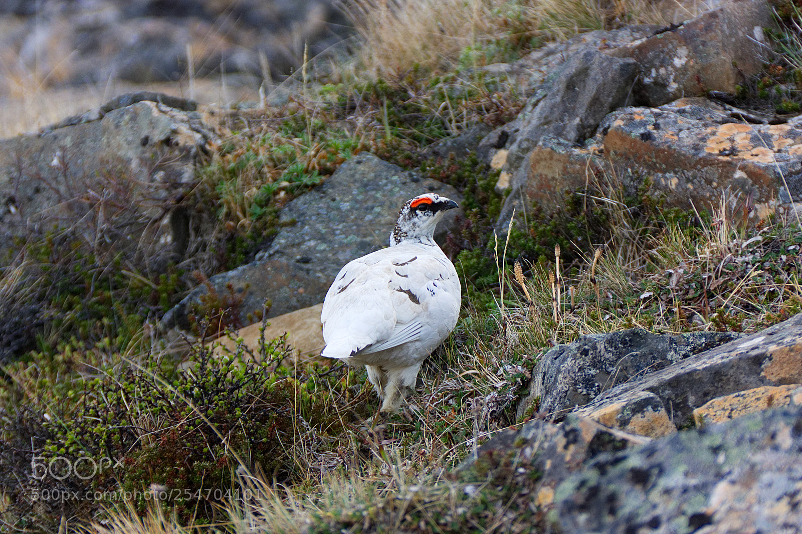 Canon EOS 450D (EOS Rebel XSi / EOS Kiss X2) sample photo. Rock ptarmigan photography