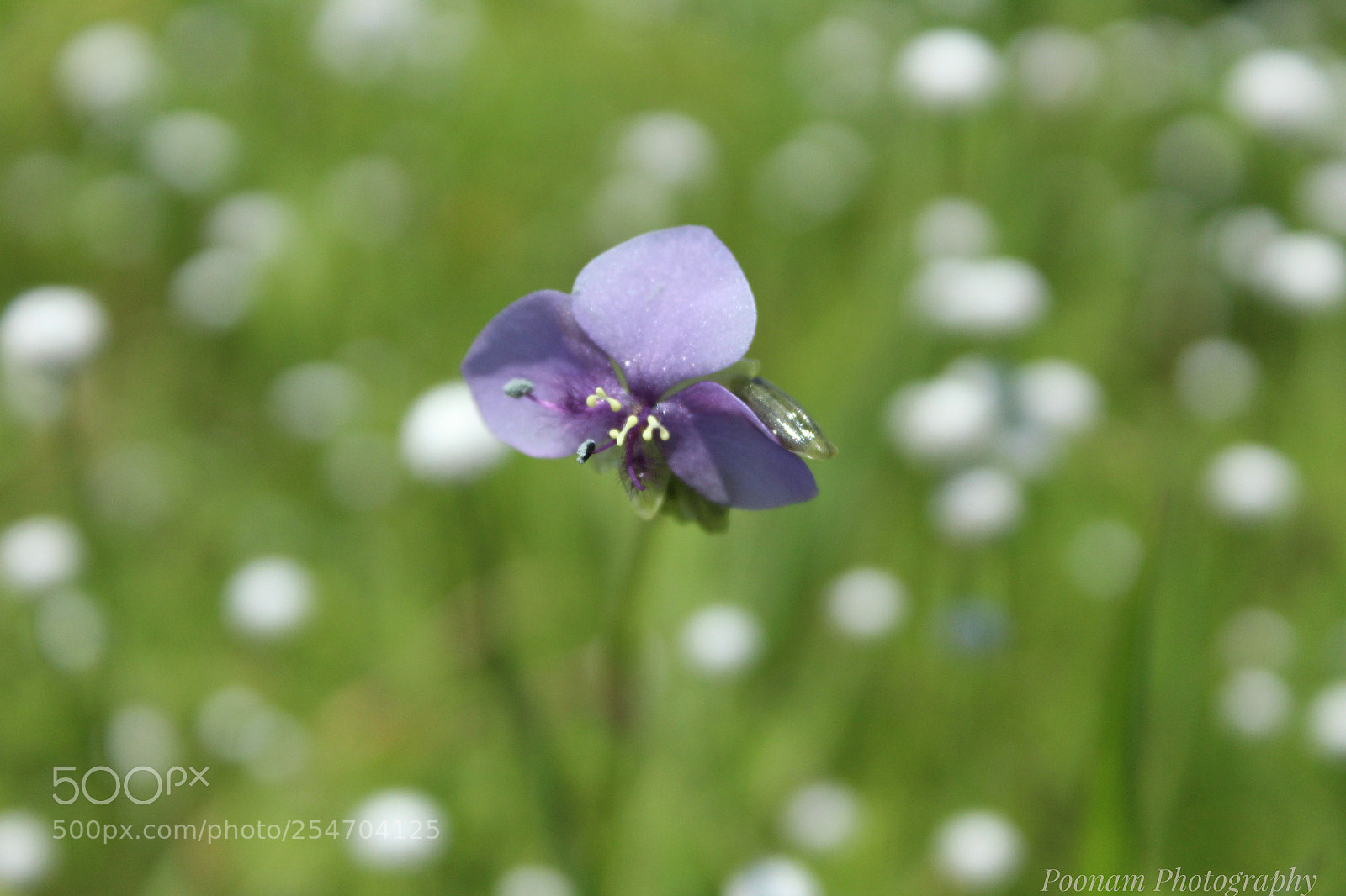 Canon EOS 1300D (EOS Rebel T6 / EOS Kiss X80) sample photo. Flower blossom photography