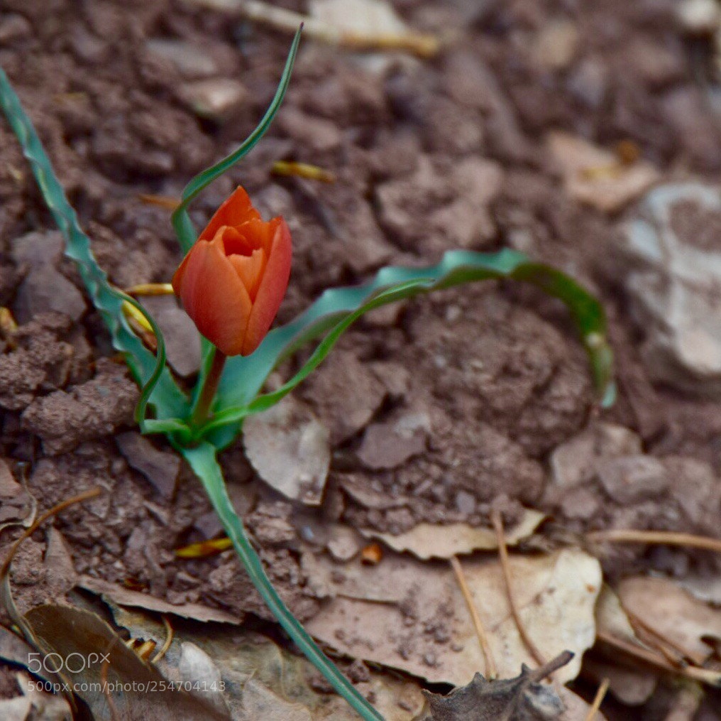 Nikon D5300 sample photo. Flowering again in the photography