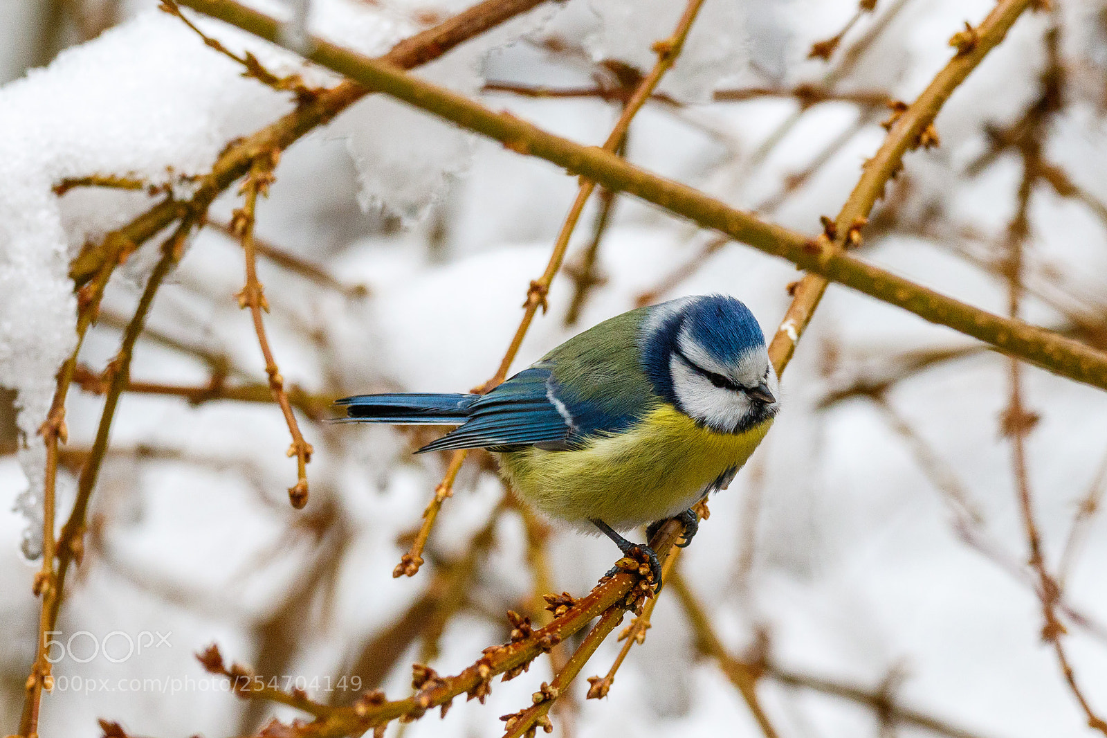 Canon EOS 7D Mark II sample photo. Blue tit photography