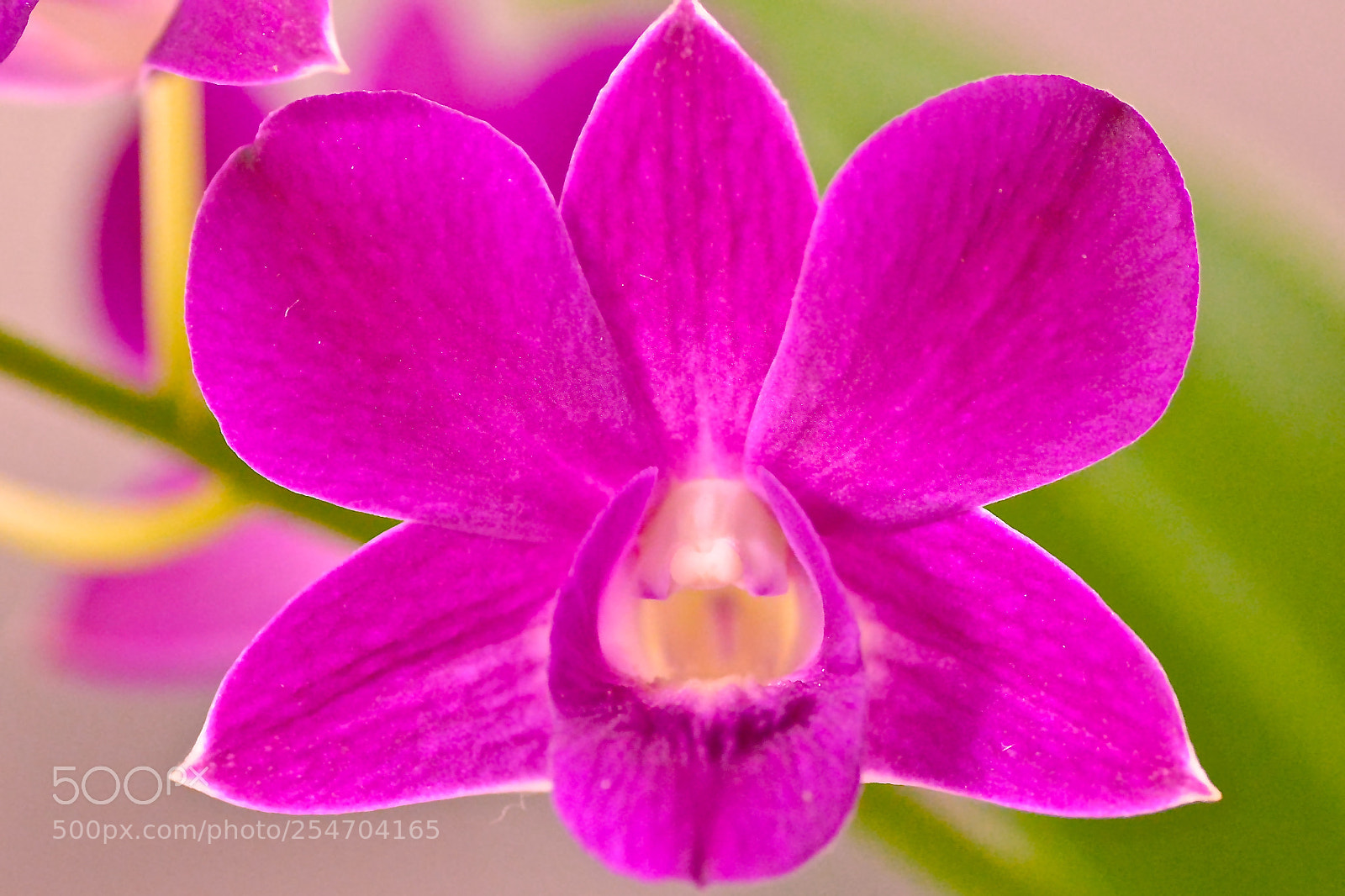 Nikon D7100 sample photo. Beauty and simetry photography