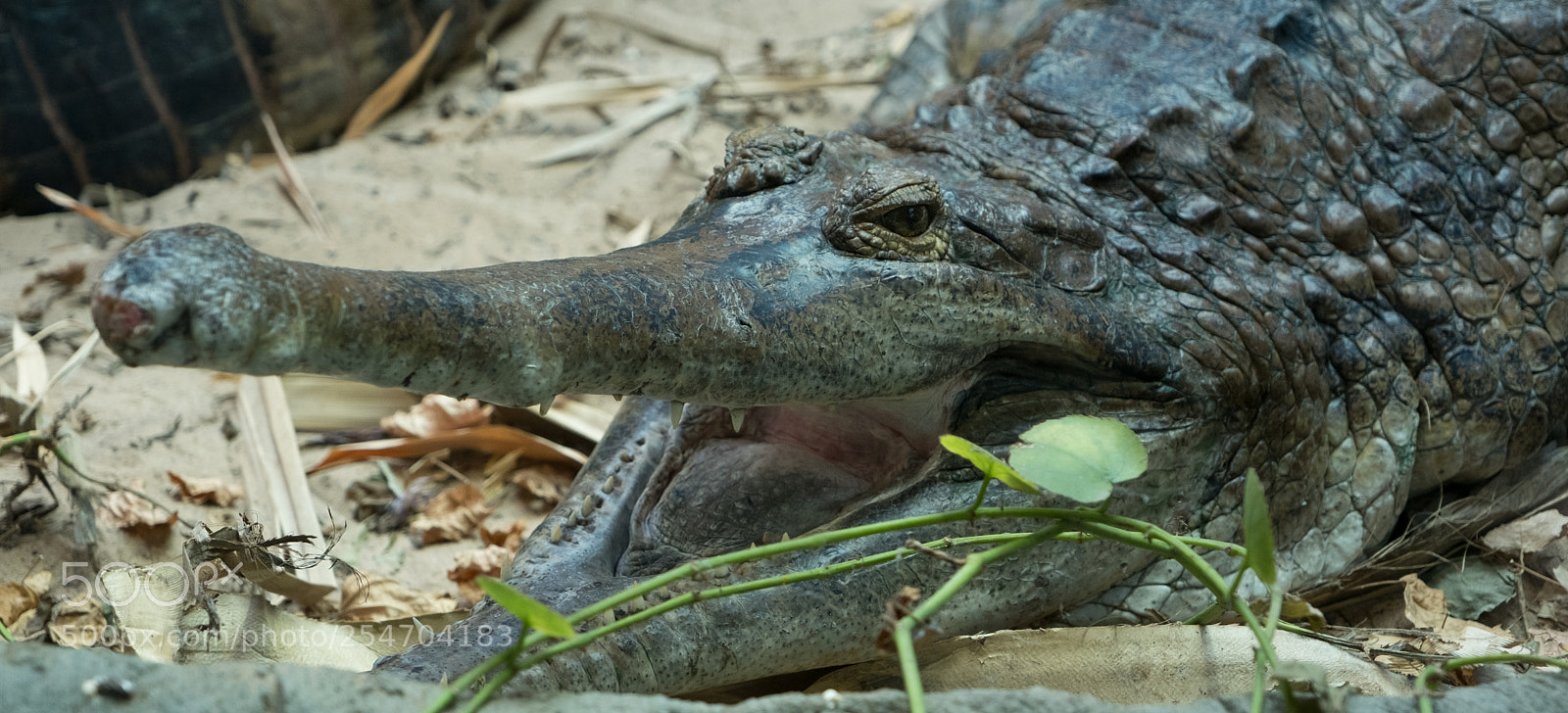 Fujifilm X-T2 sample photo. Croc photography