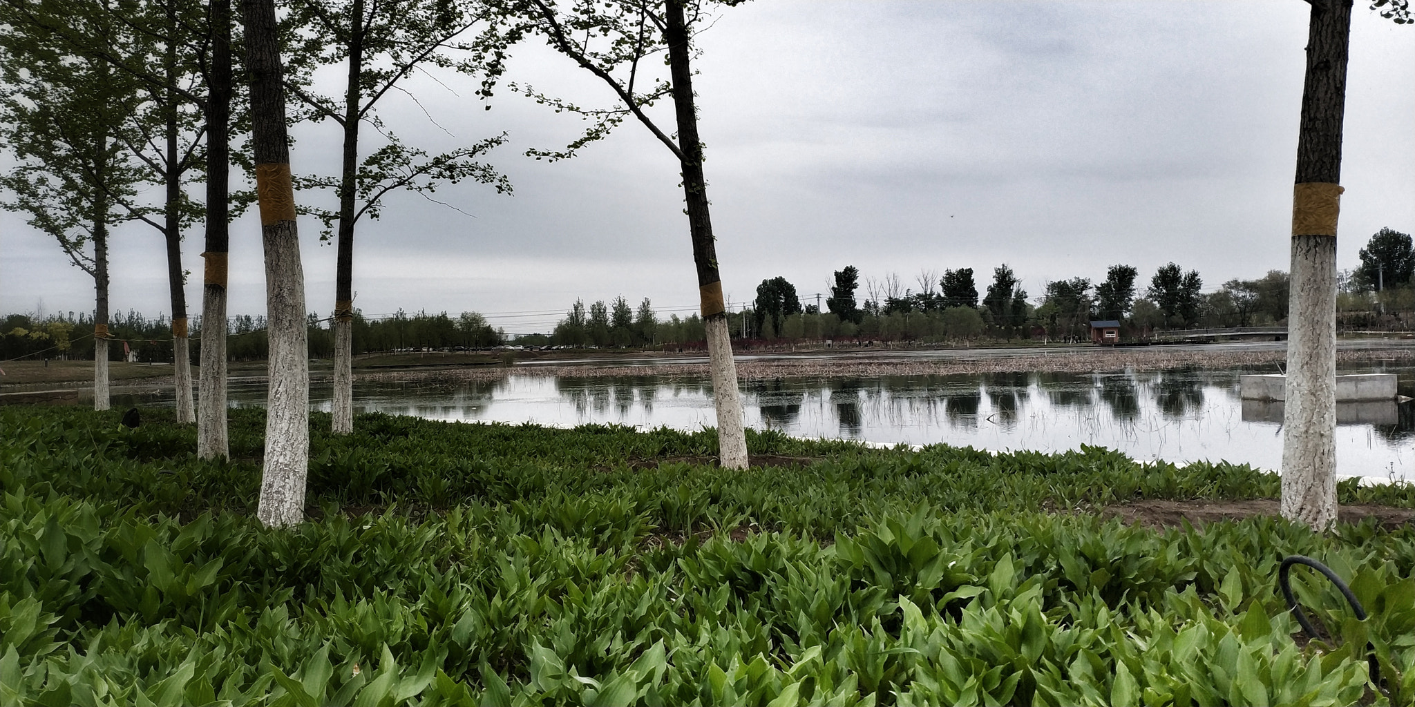 Xiaomi MIX 2 sample photo. 20 photography