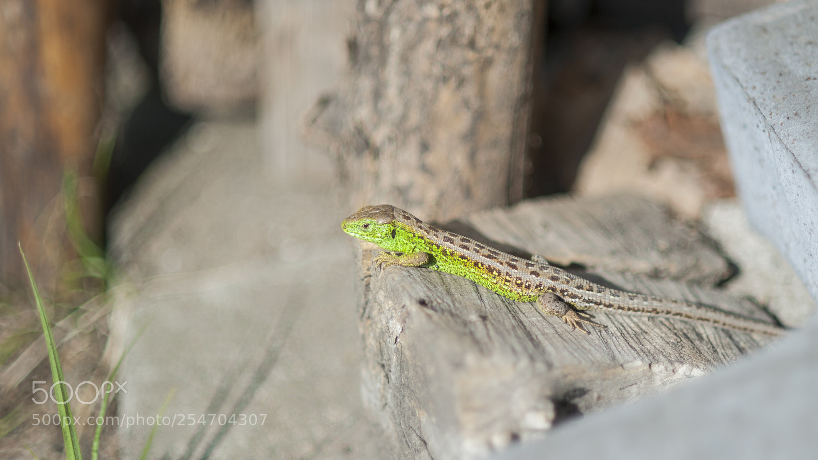 Nikon D700 sample photo. Lizard photography