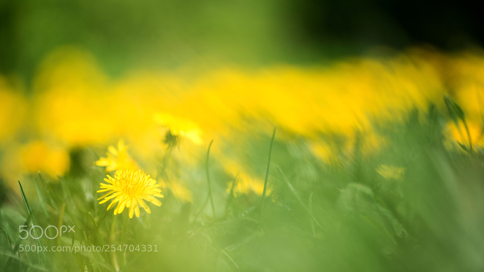 Nikon D800 sample photo. The one photography