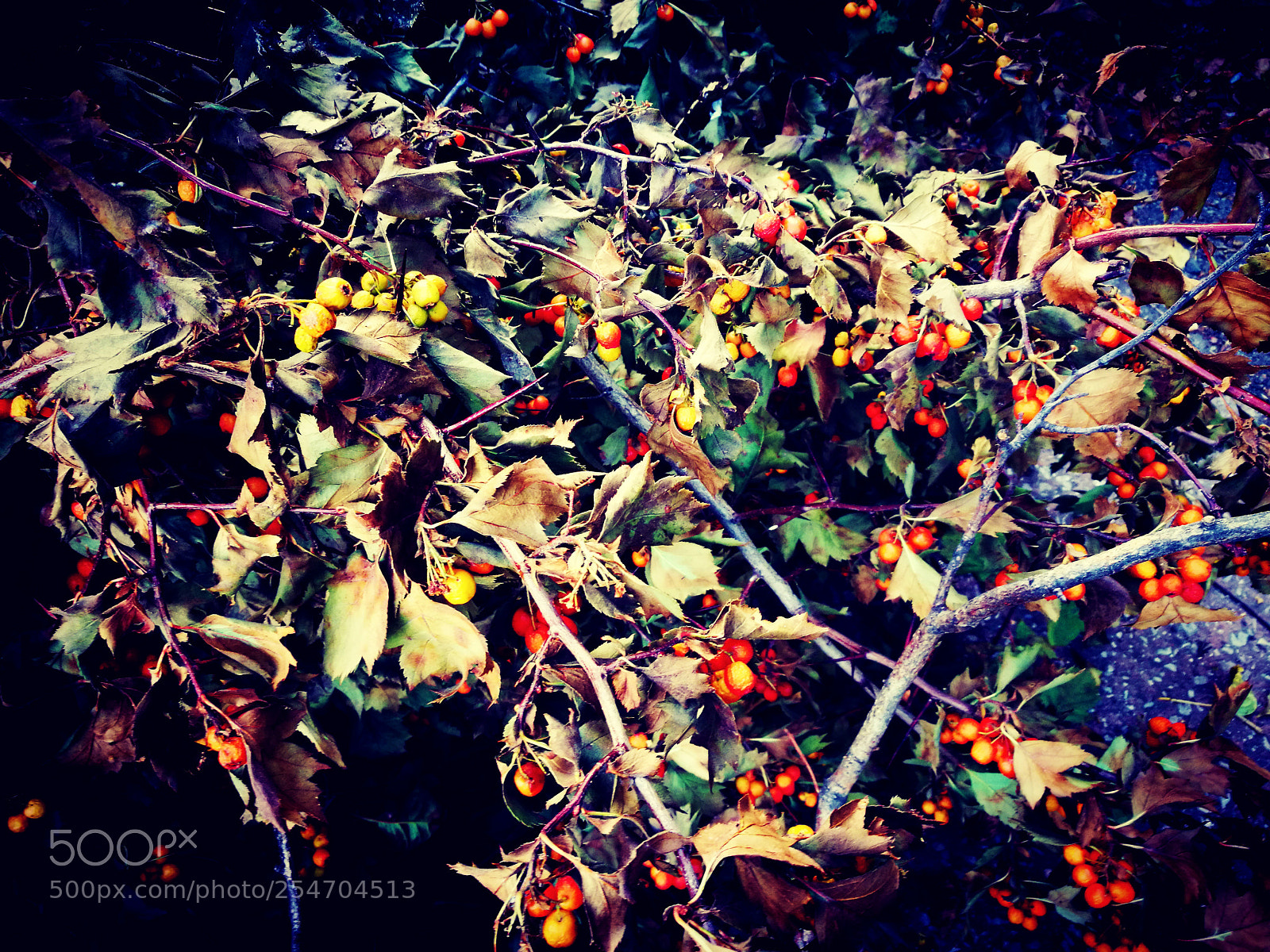 HUAWEI P9 sample photo. Crataegus baroque photography
