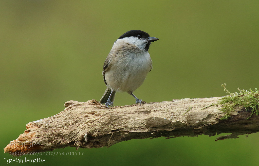 Canon EOS 7D Mark II sample photo. *lovely bird photography