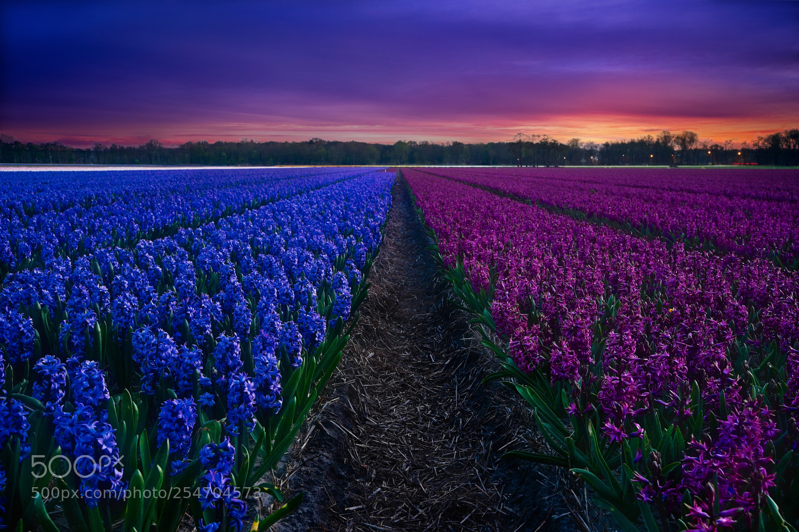 Sony a7 II sample photo. Hyacint purple-blue field photography