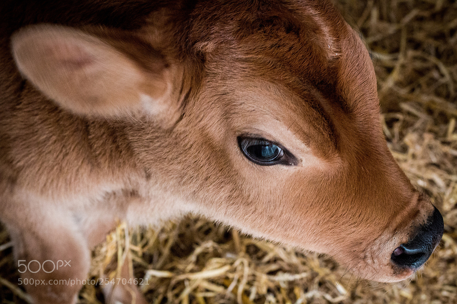 Canon EOS 70D sample photo. Beautiful eyes photography