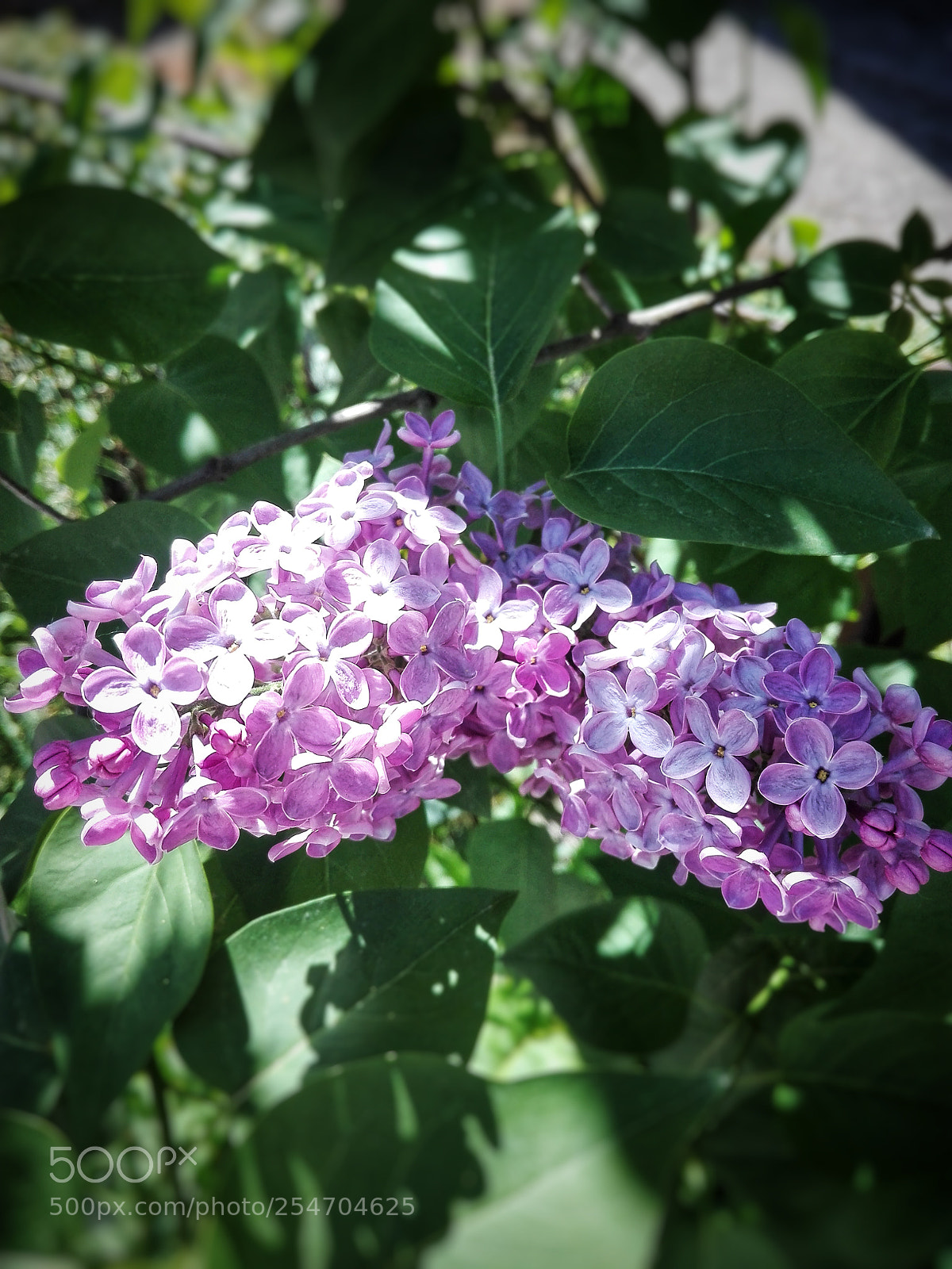 HUAWEI P8 Lite sample photo. Untitled photography