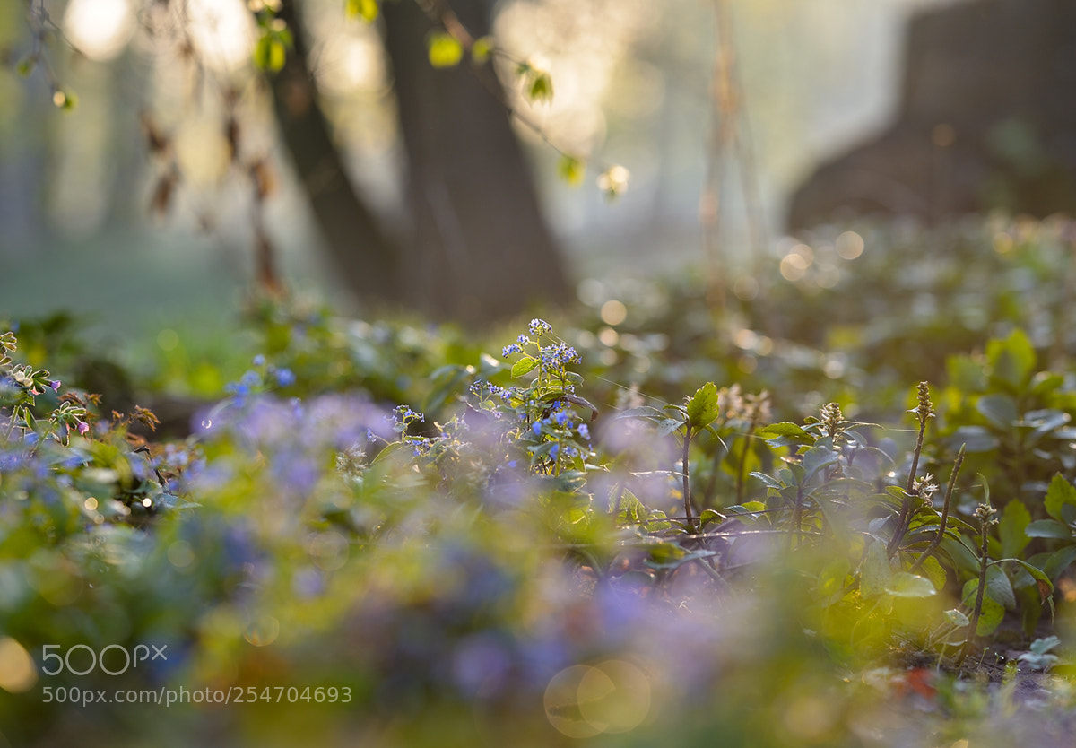 Nikon D600 sample photo. Forget me not photography