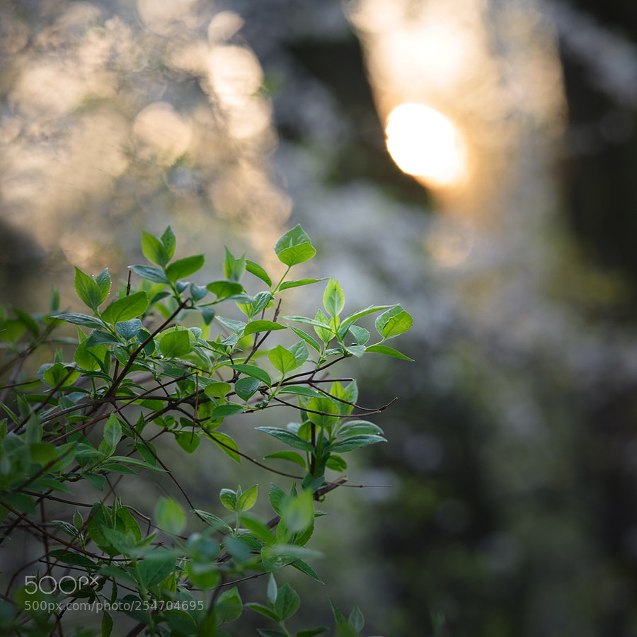 Nikon D600 sample photo. Spring leaves photography