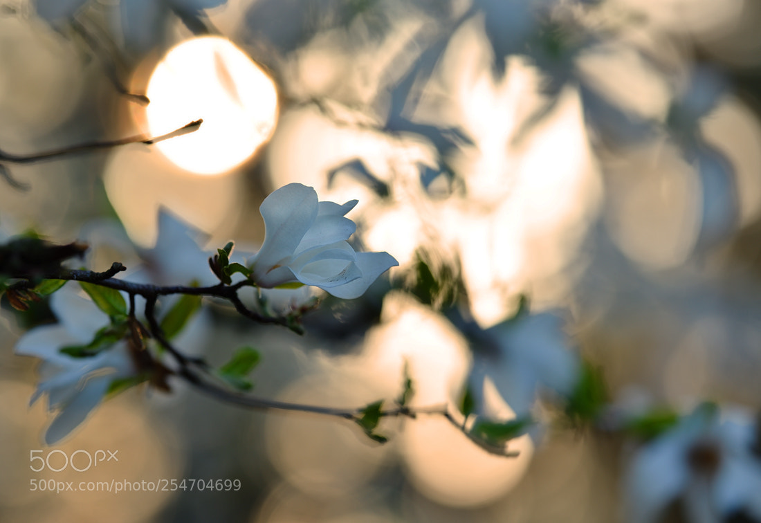 Nikon D600 sample photo. Magnolia in morning light photography