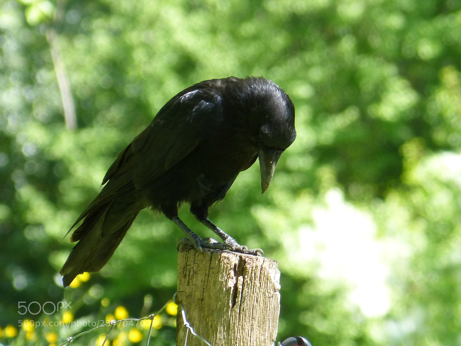 Panasonic DMC-FZ62 sample photo. Crow photography
