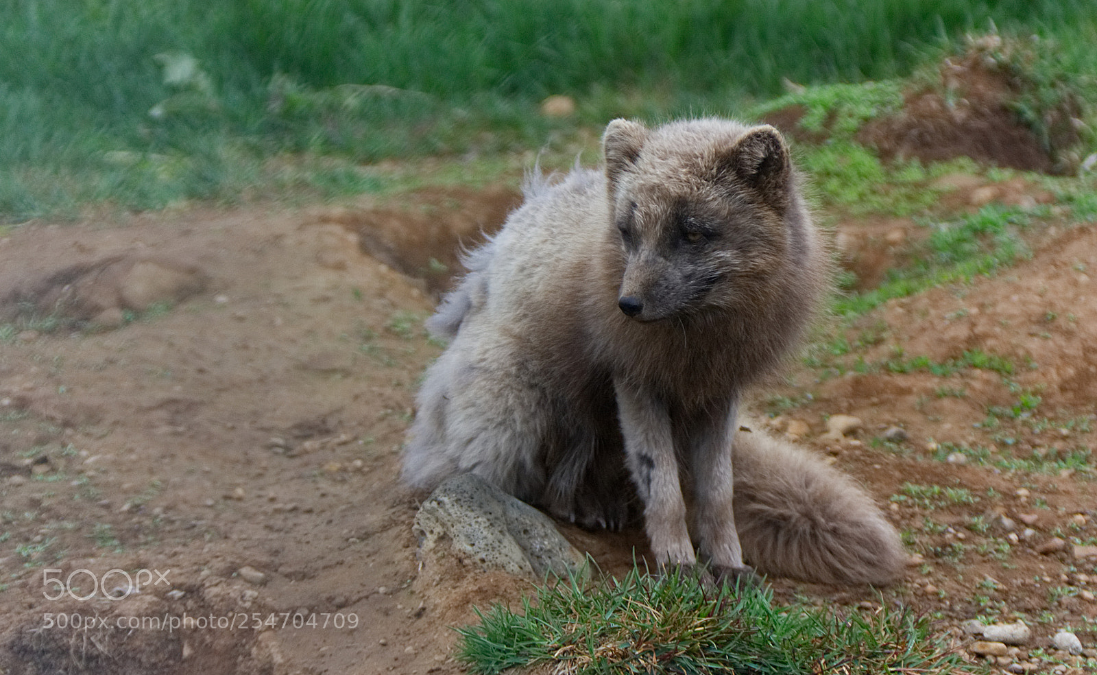 Canon EOS 450D (EOS Rebel XSi / EOS Kiss X2) sample photo. Arctic fox photography
