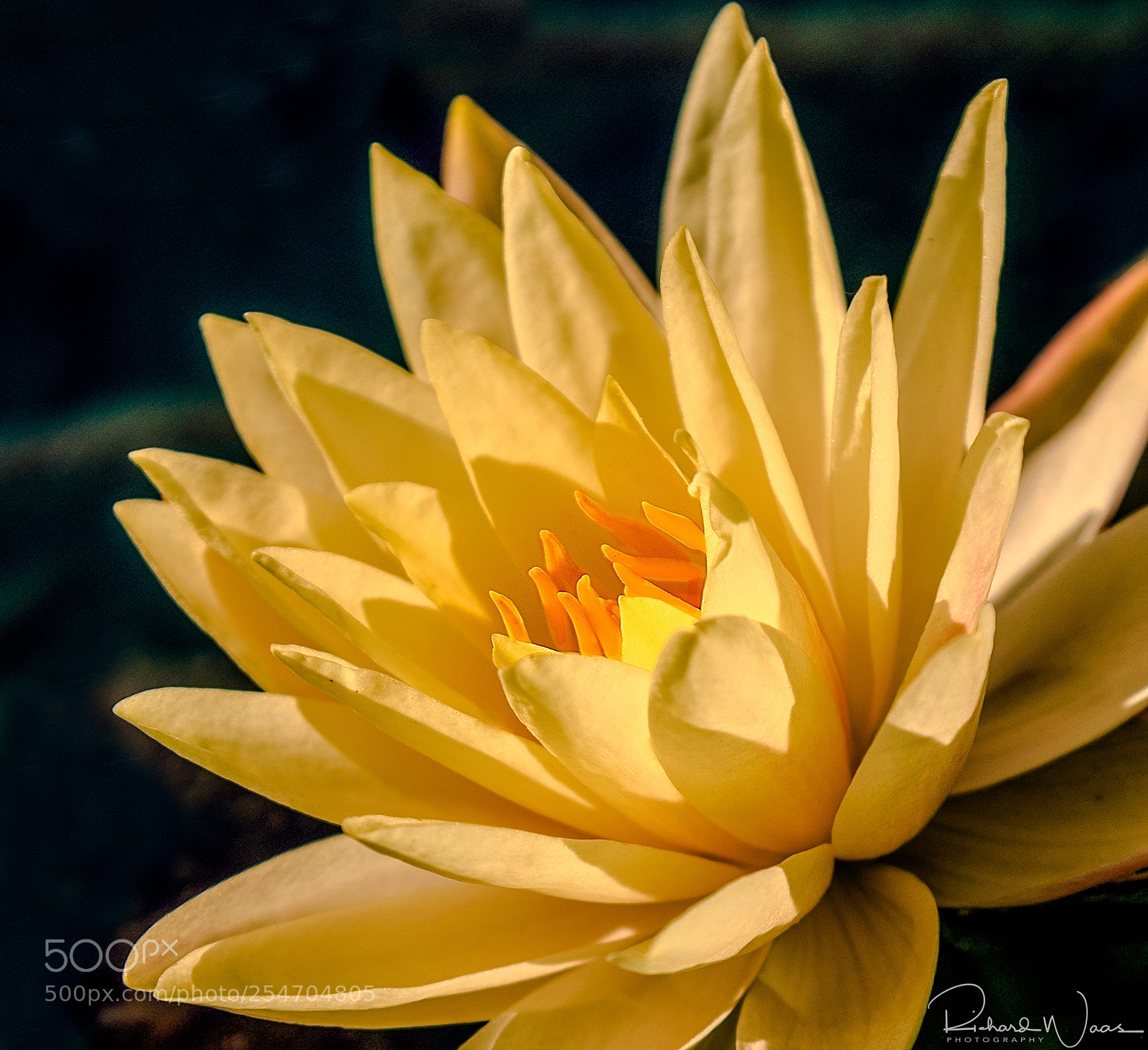 Canon EOS-1D X sample photo. Morning light on the photography