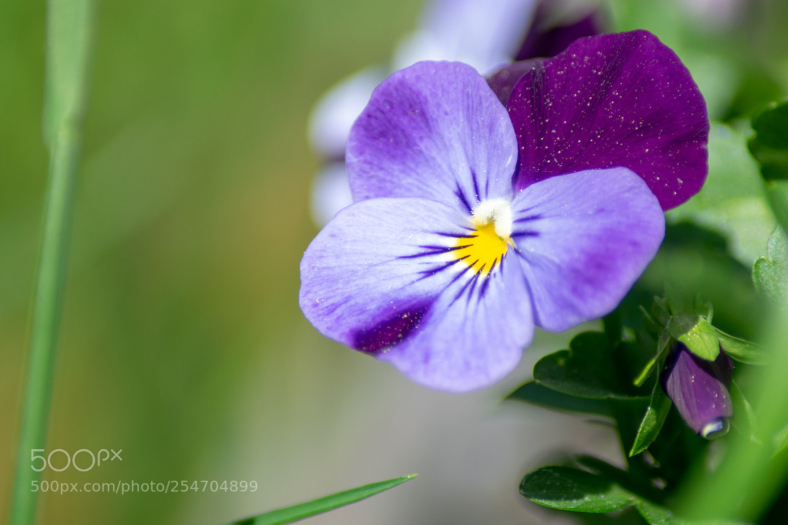 Nikon D5300 sample photo. Fleur photography