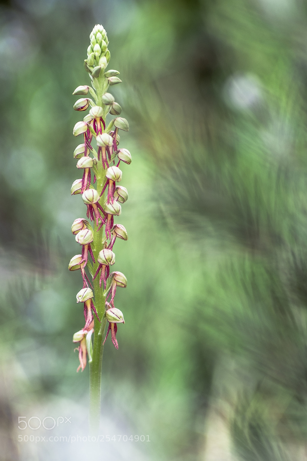 Fujifilm X-T10 sample photo. Aceras antrophophorum 18`i photography
