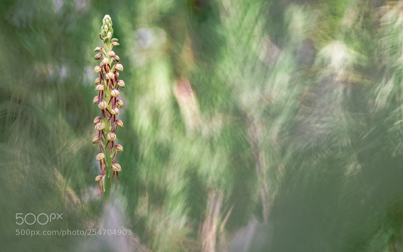 Fujifilm X-T10 sample photo. Aceras antrophophorum 18´ii photography