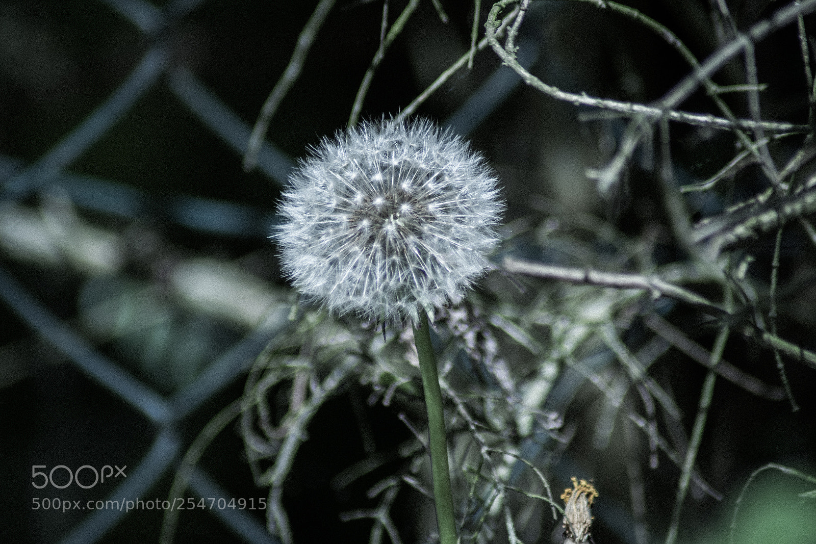 Nikon D5300 sample photo. Fleur photography