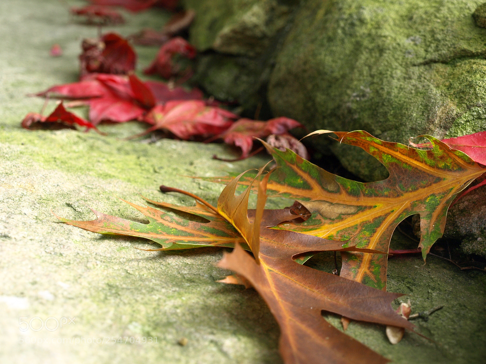 Olympus E-510 (EVOLT E-510) sample photo. Rivendell photography