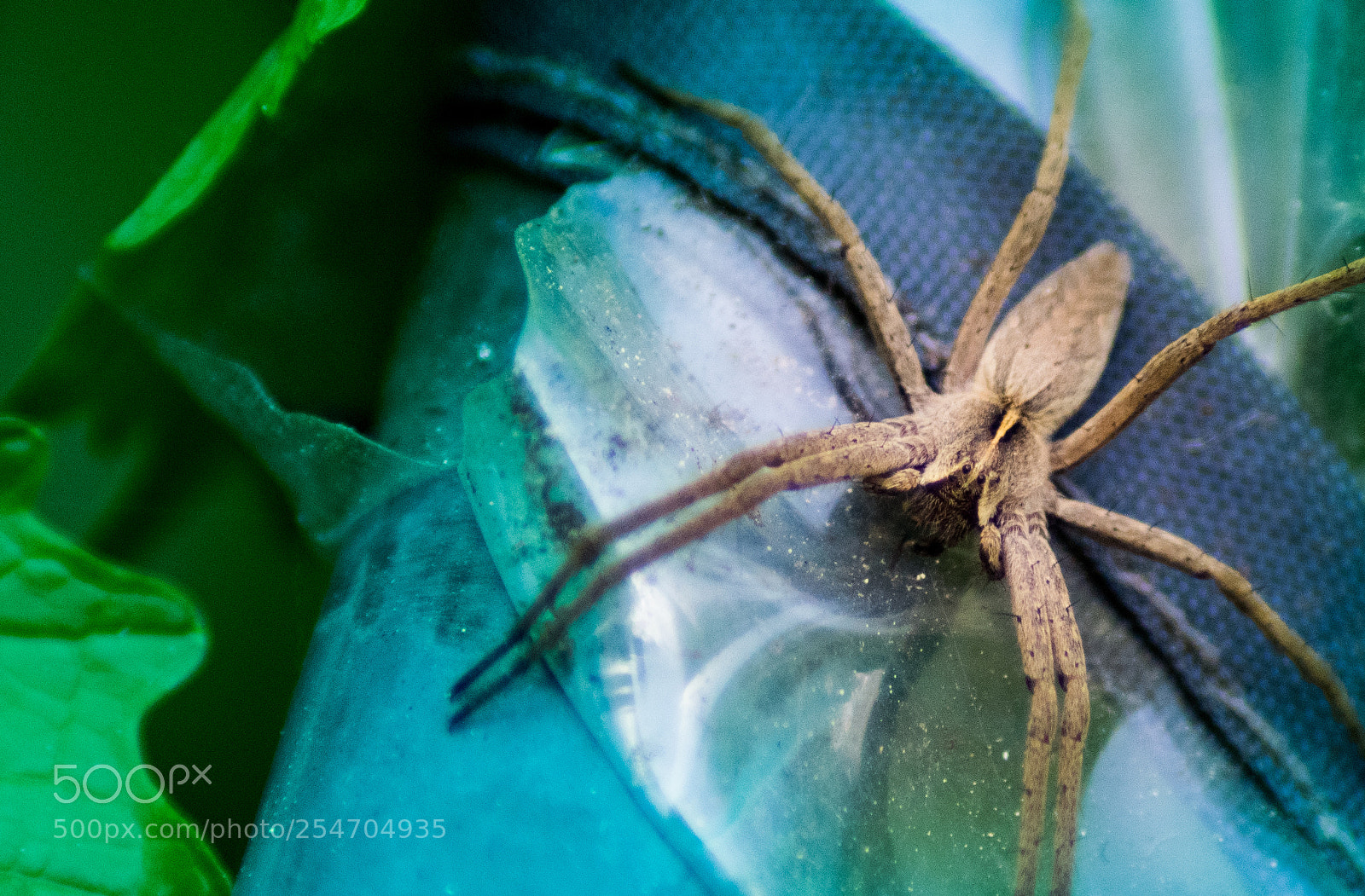 Nikon D5300 sample photo. Spider photography