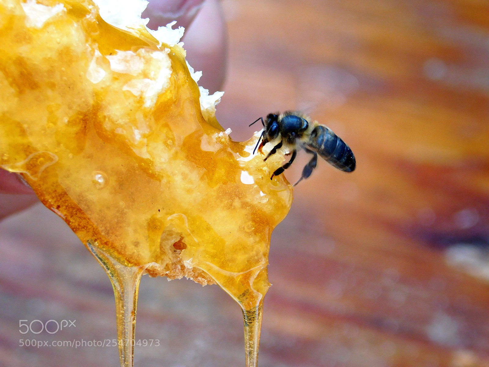 Nikon Coolpix L840 sample photo. Bee and honey photography