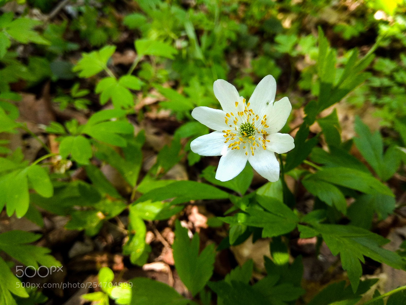 Xiaomi Redmi Note 4 sample photo. Sf photography