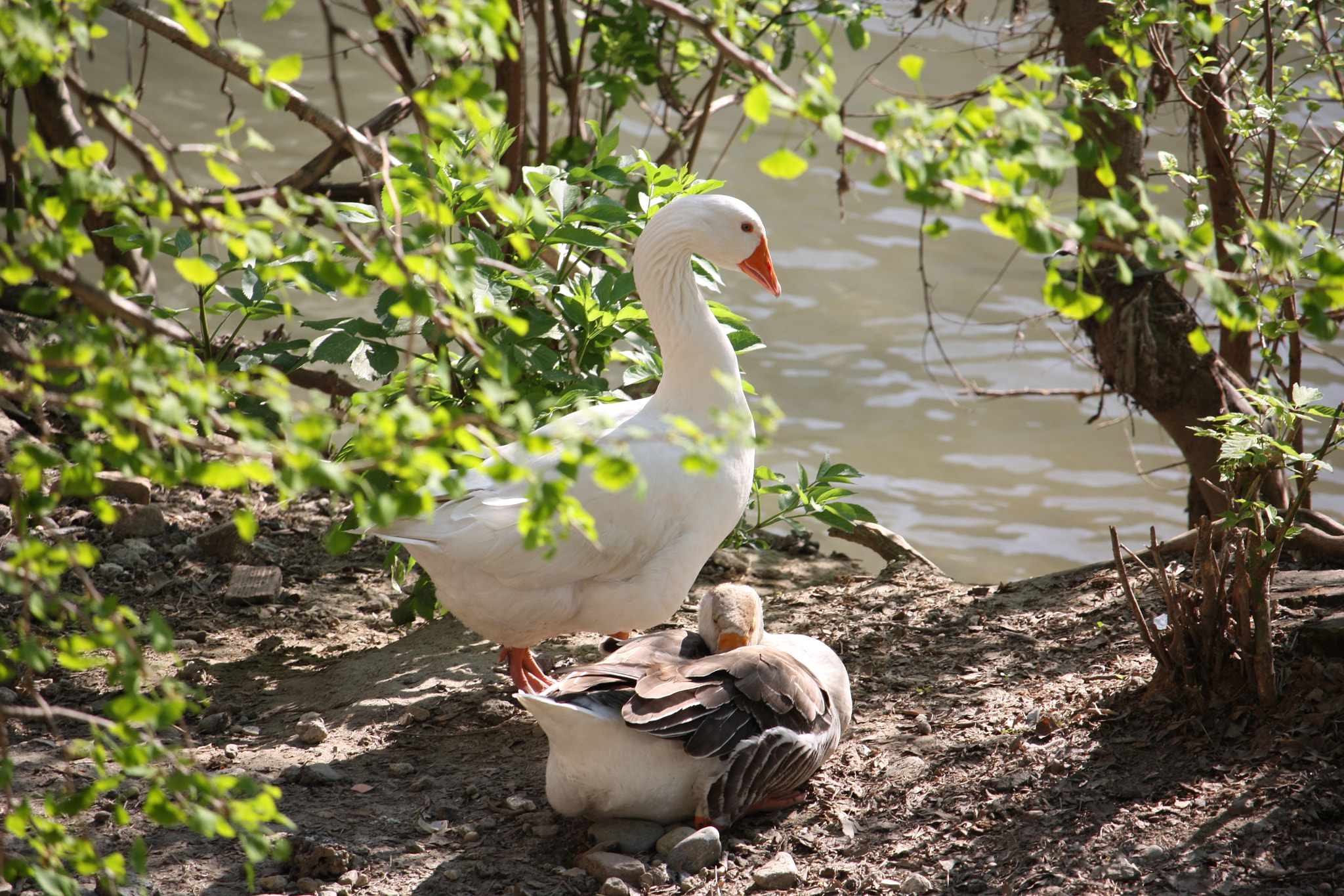 Canon EF-S 55-250mm F4-5.6 IS STM sample photo. Ochette al risveglio photography