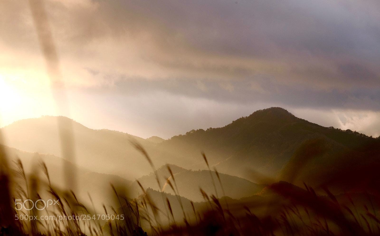 Fujifilm X-E2 sample photo. Swing japanese pampas grass photography