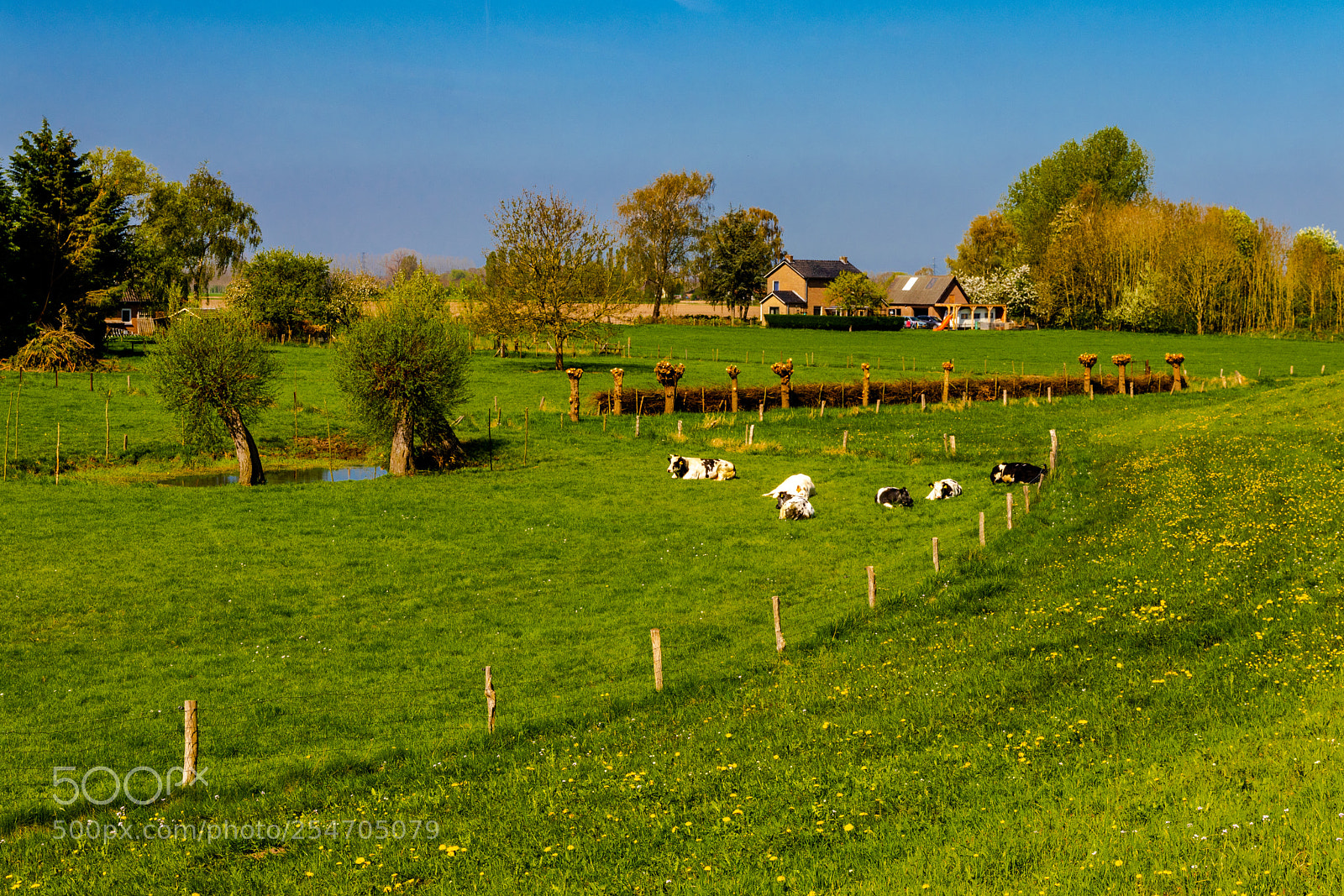 Canon EOS 80D sample photo. Cows relaxing near a photography
