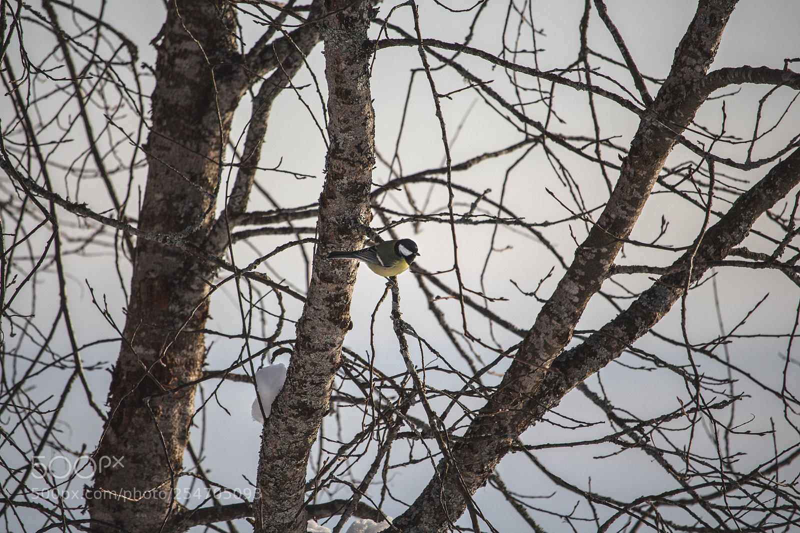 Canon EOS 700D (EOS Rebel T5i / EOS Kiss X7i) sample photo. Bird photography