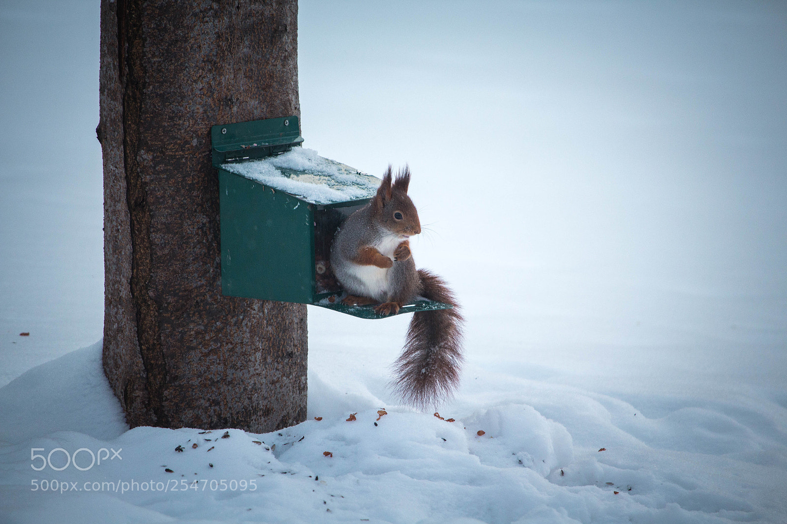 Canon EOS 700D (EOS Rebel T5i / EOS Kiss X7i) sample photo. Squirrel photography