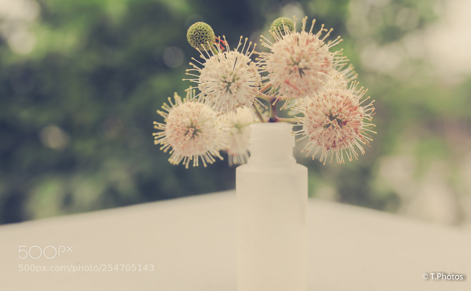 Canon EOS 5D Mark II sample photo. Flowers photography