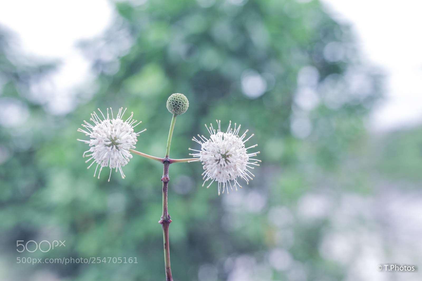 Canon EOS 5D Mark II sample photo. Flowers photography