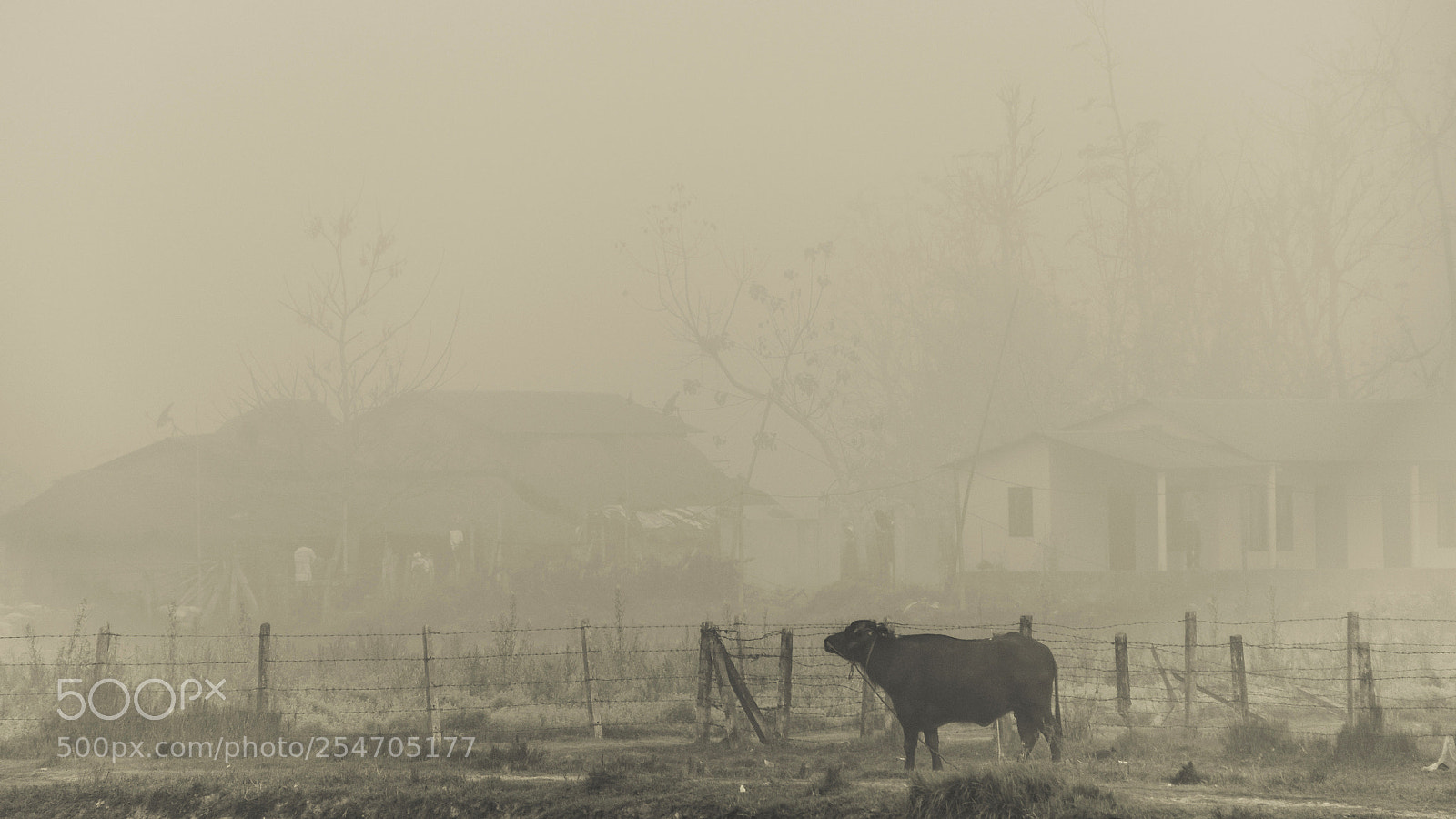 Nikon D610 sample photo. Cattle photography