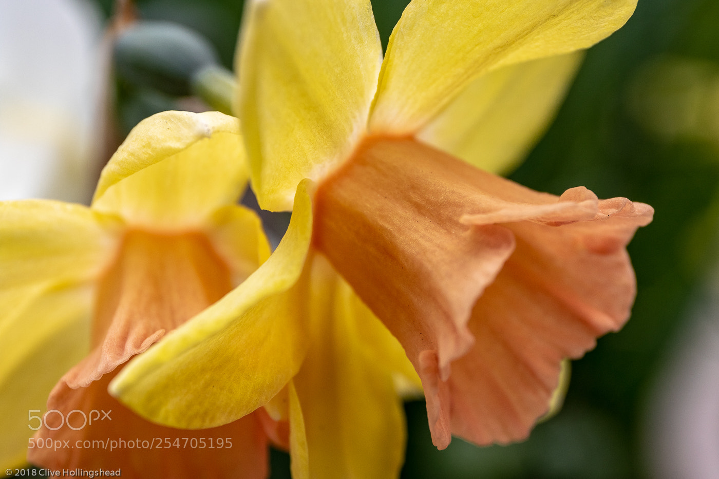 Canon EOS 7D Mark II sample photo. Sound those trumpets photography