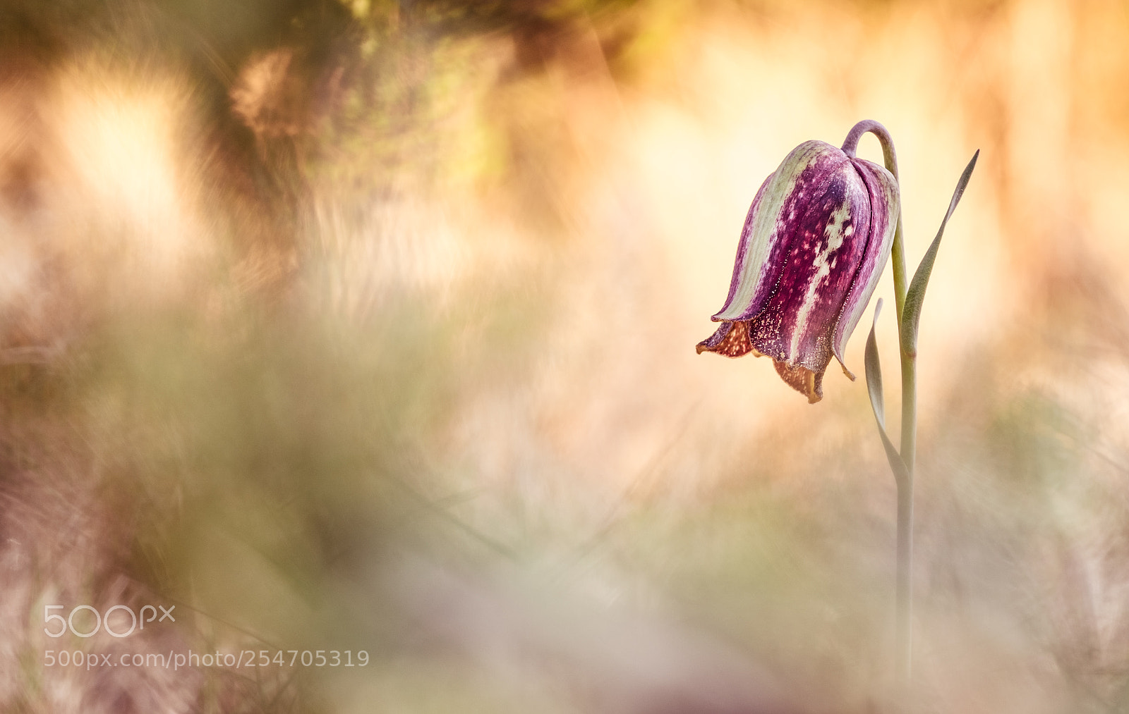 Fujifilm X-T10 sample photo. Fritilaria hispanica 18´ photography