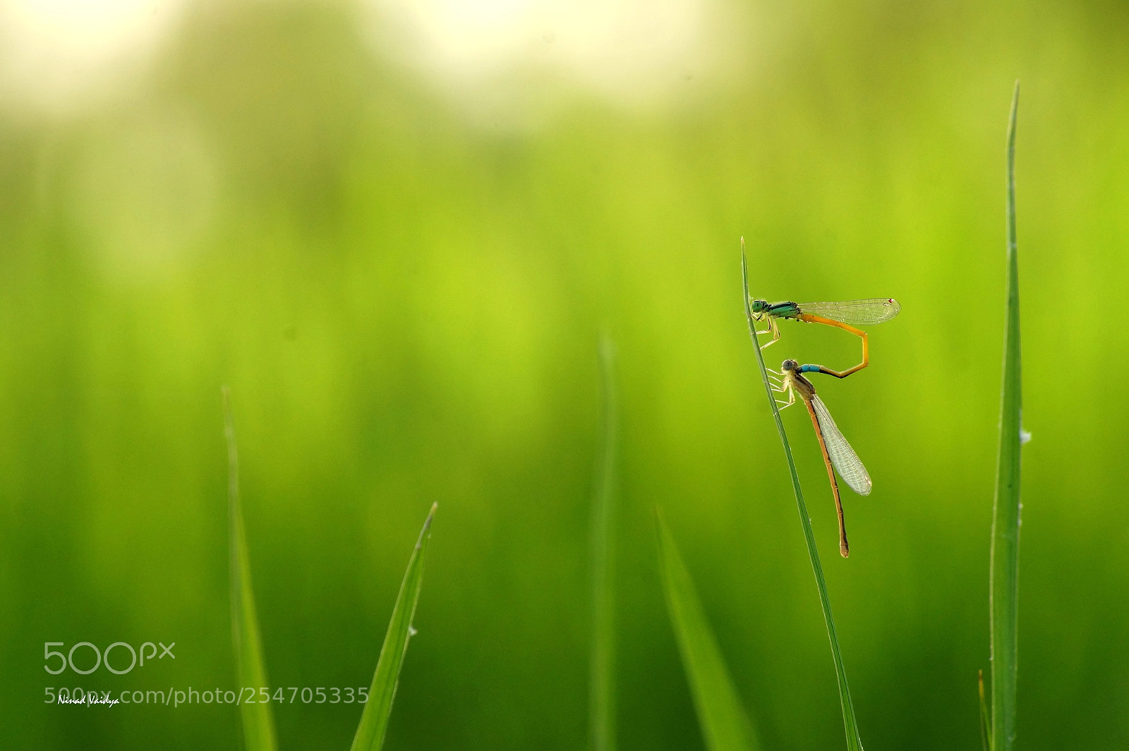 Sony SLT-A58 sample photo. Damselfly in oviposition photography