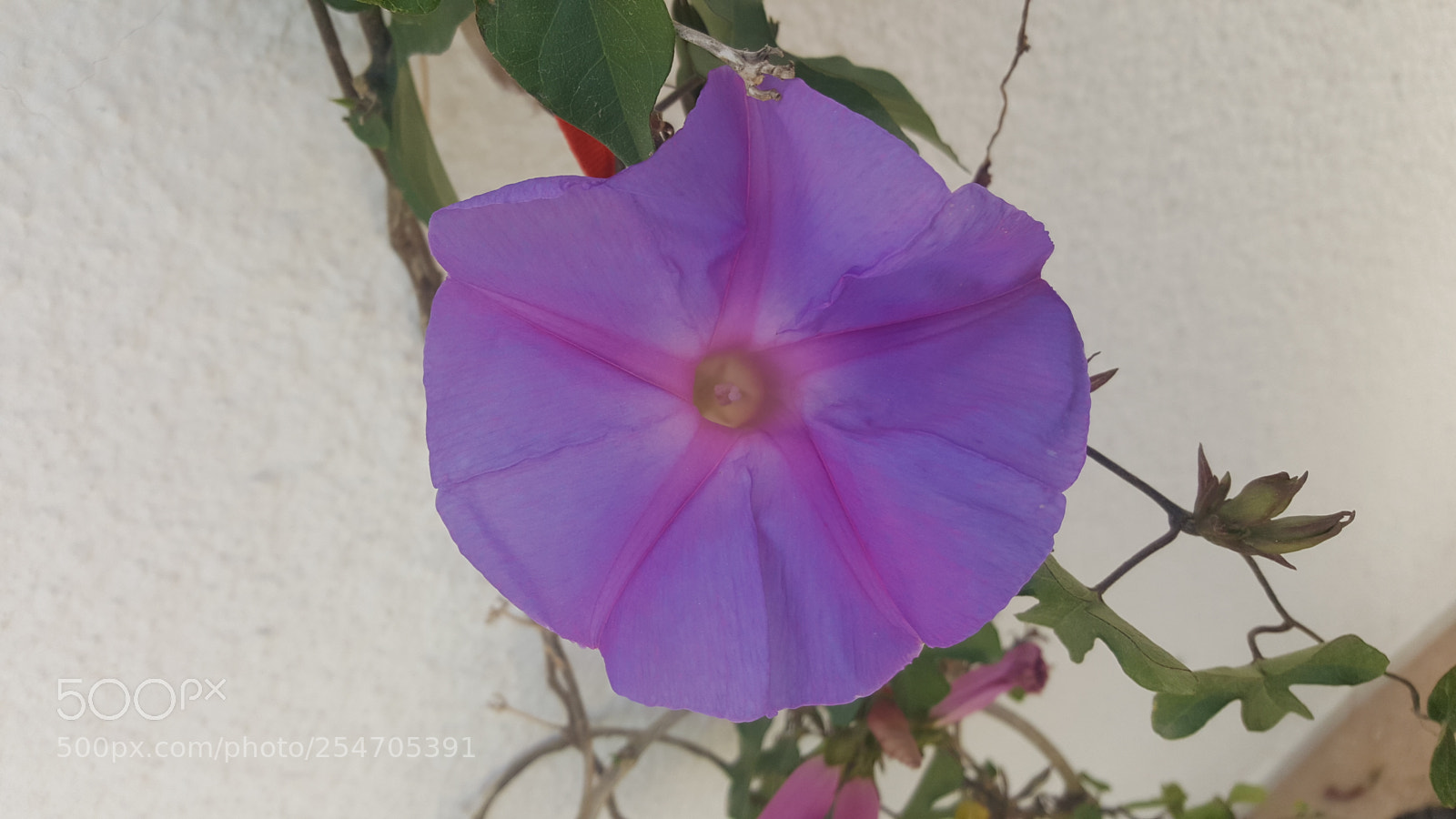 Samsung GALAXY S6 edge sample photo. Flower photography