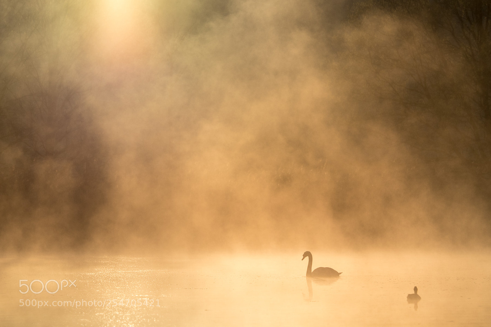 Olympus OM-D E-M5 II sample photo. Swan photography