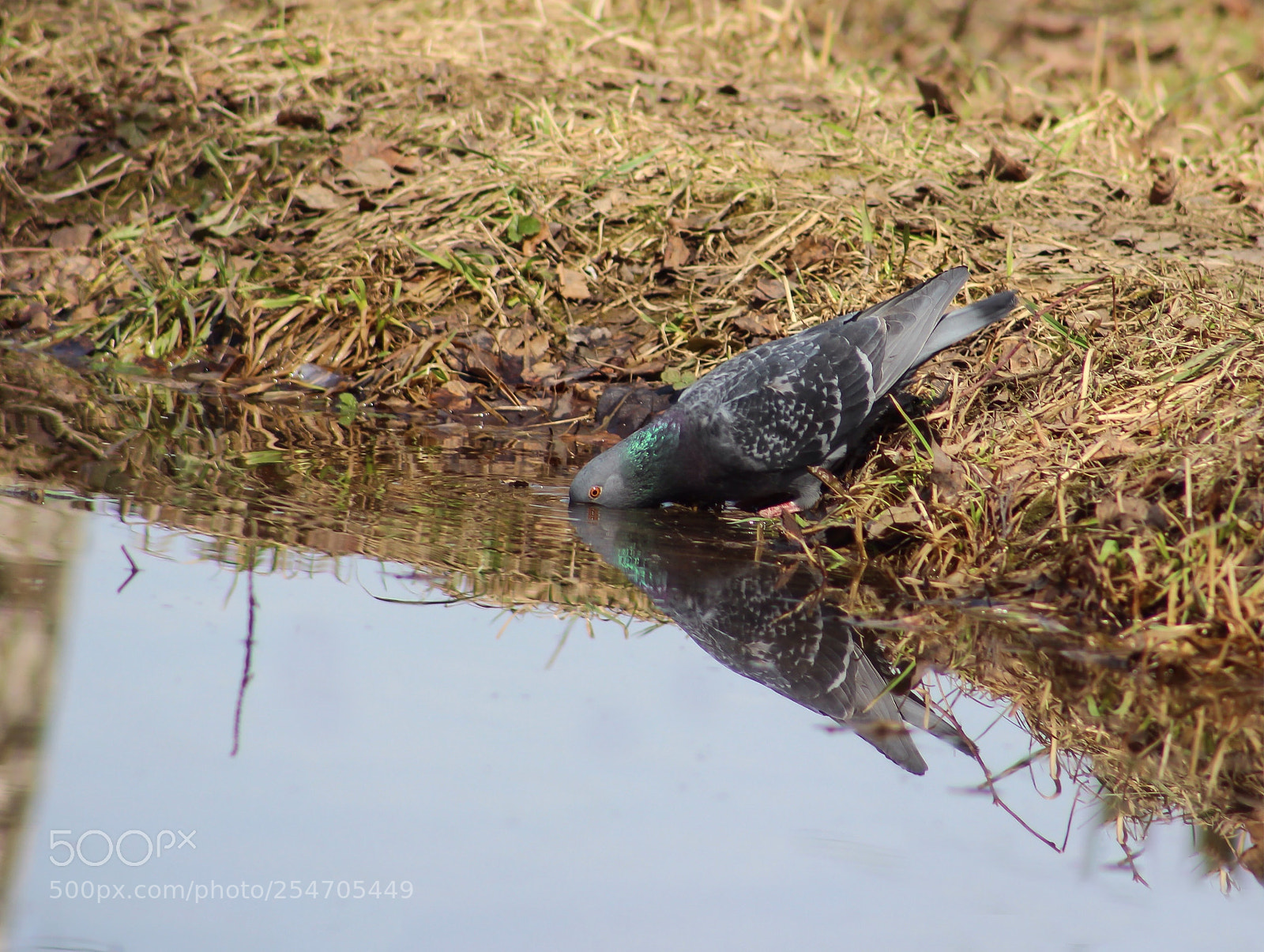 Canon EOS 600D (Rebel EOS T3i / EOS Kiss X5) sample photo. Thirst photography