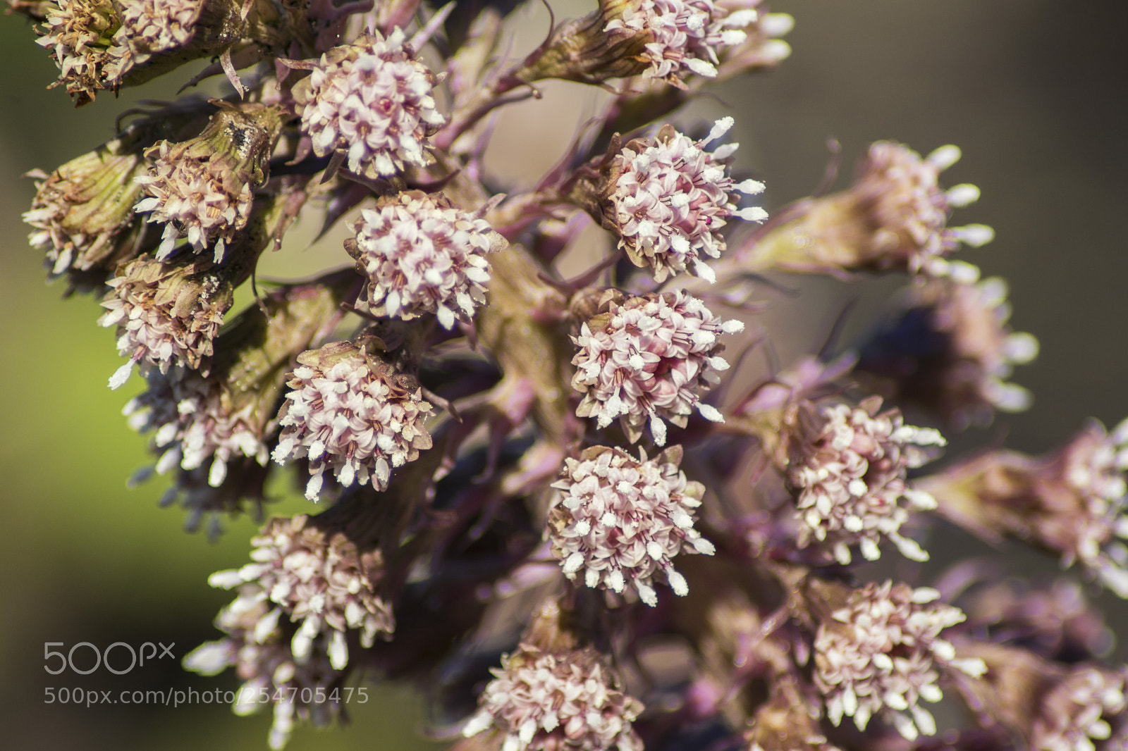 Sony ILCA-77M2 sample photo. Petasites hybridus photography