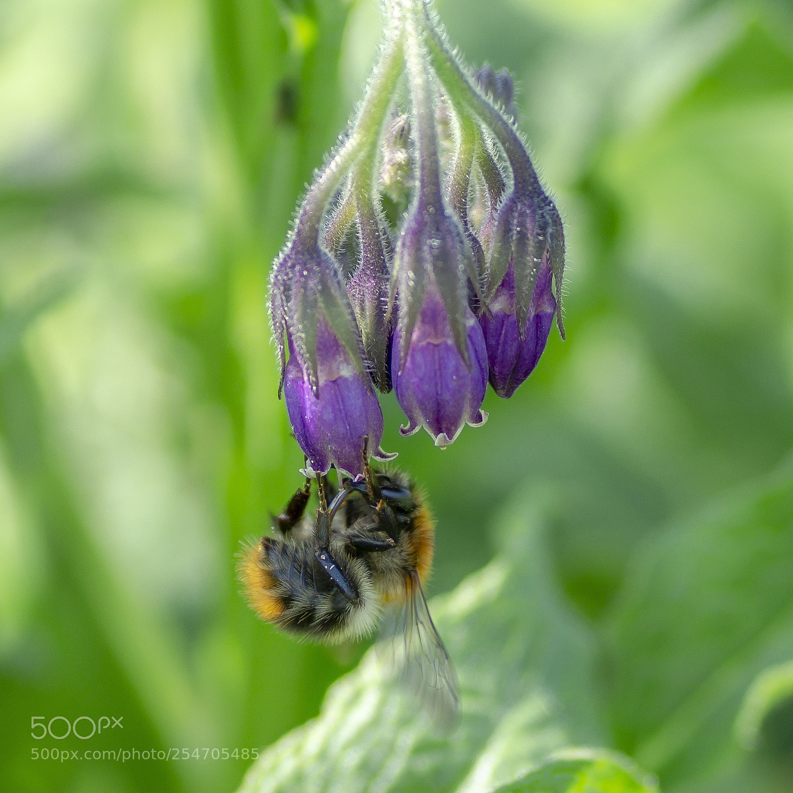 Sony SLT-A58 sample photo. Bumblebee photography