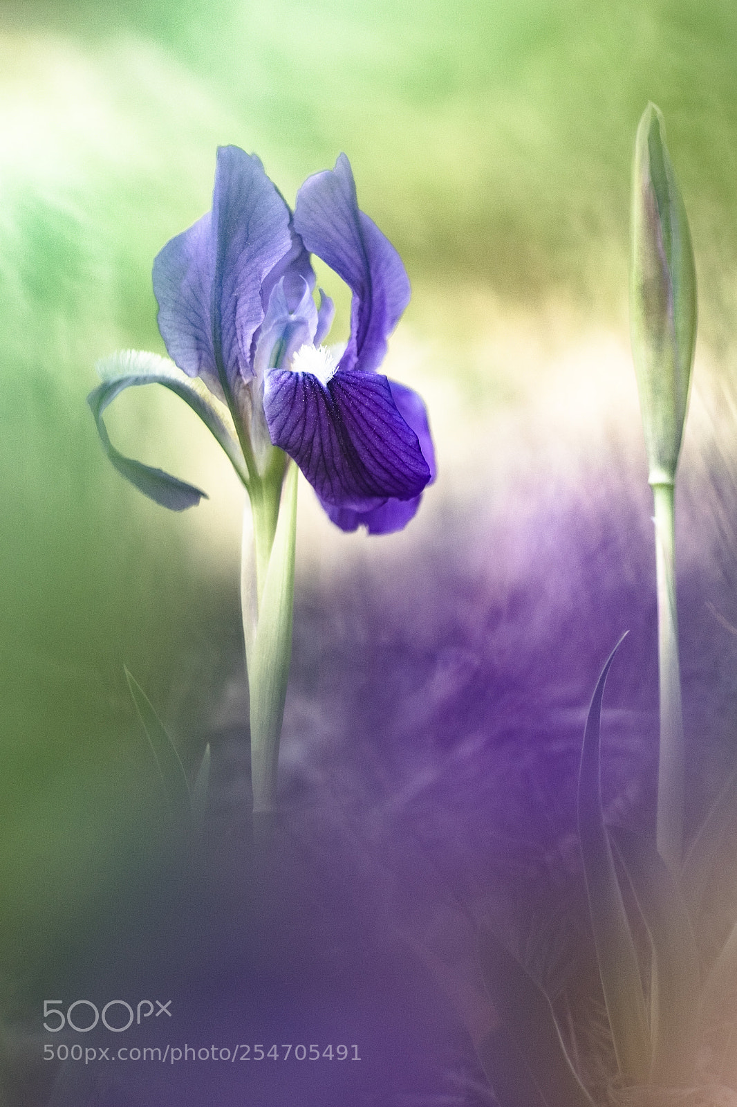 Fujifilm X-T10 sample photo. Iris lutescens 18 before photography