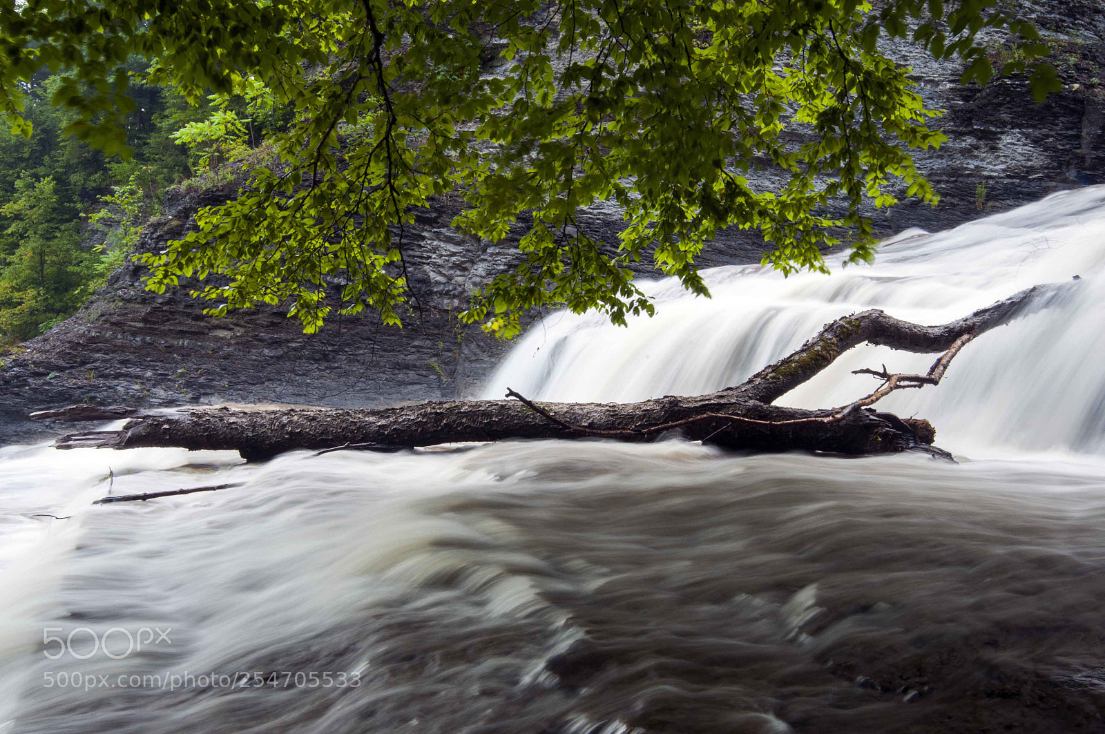 Nikon D300 sample photo. Fallen tree photography