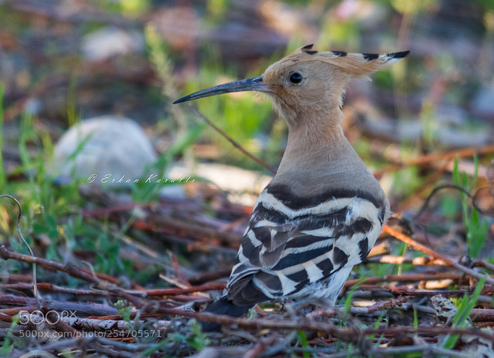 Canon EOS 7D sample photo. Eurasia hoopoe photography