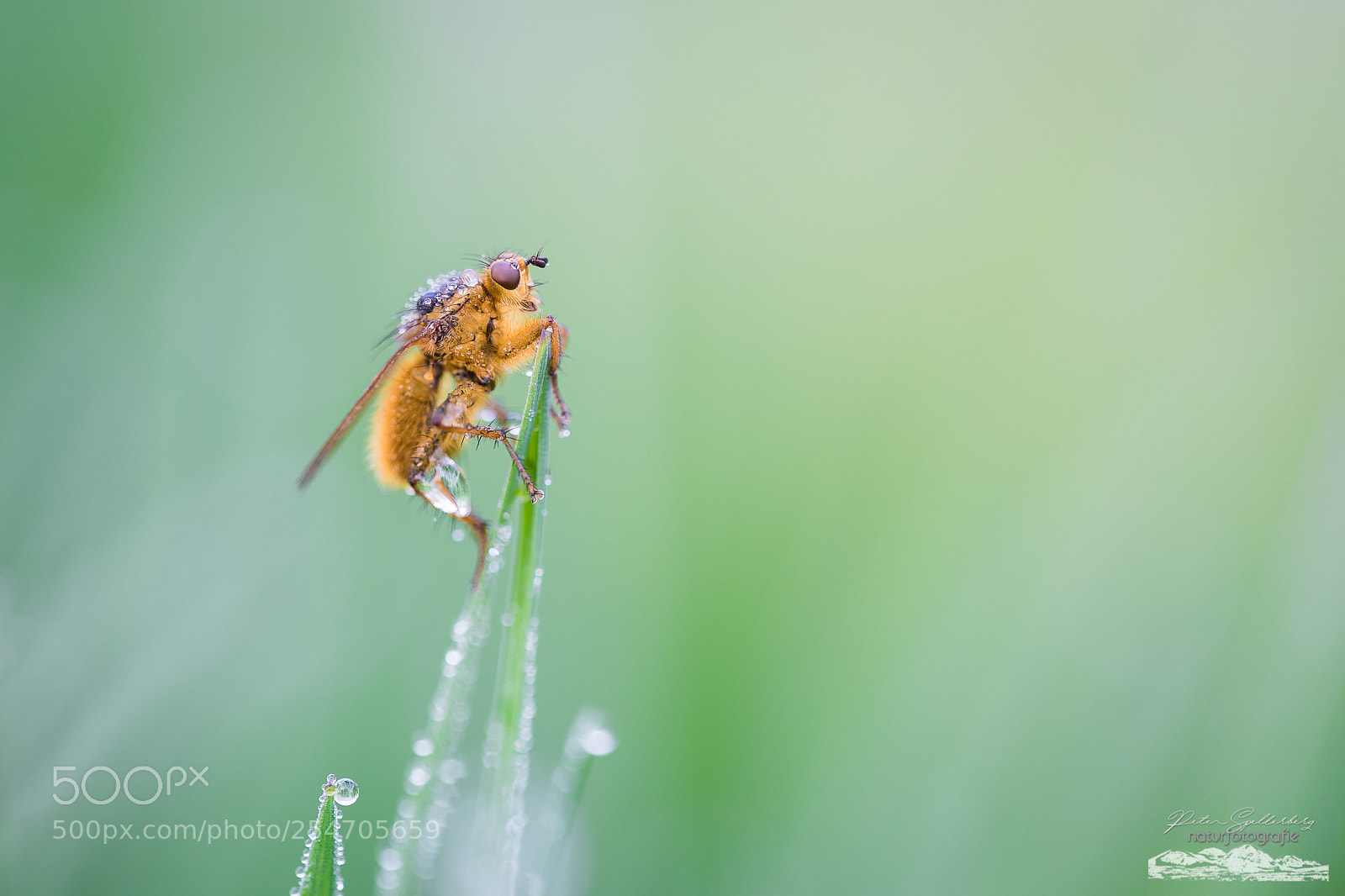 Canon EOS 5D Mark IV sample photo. Morning dew... photography