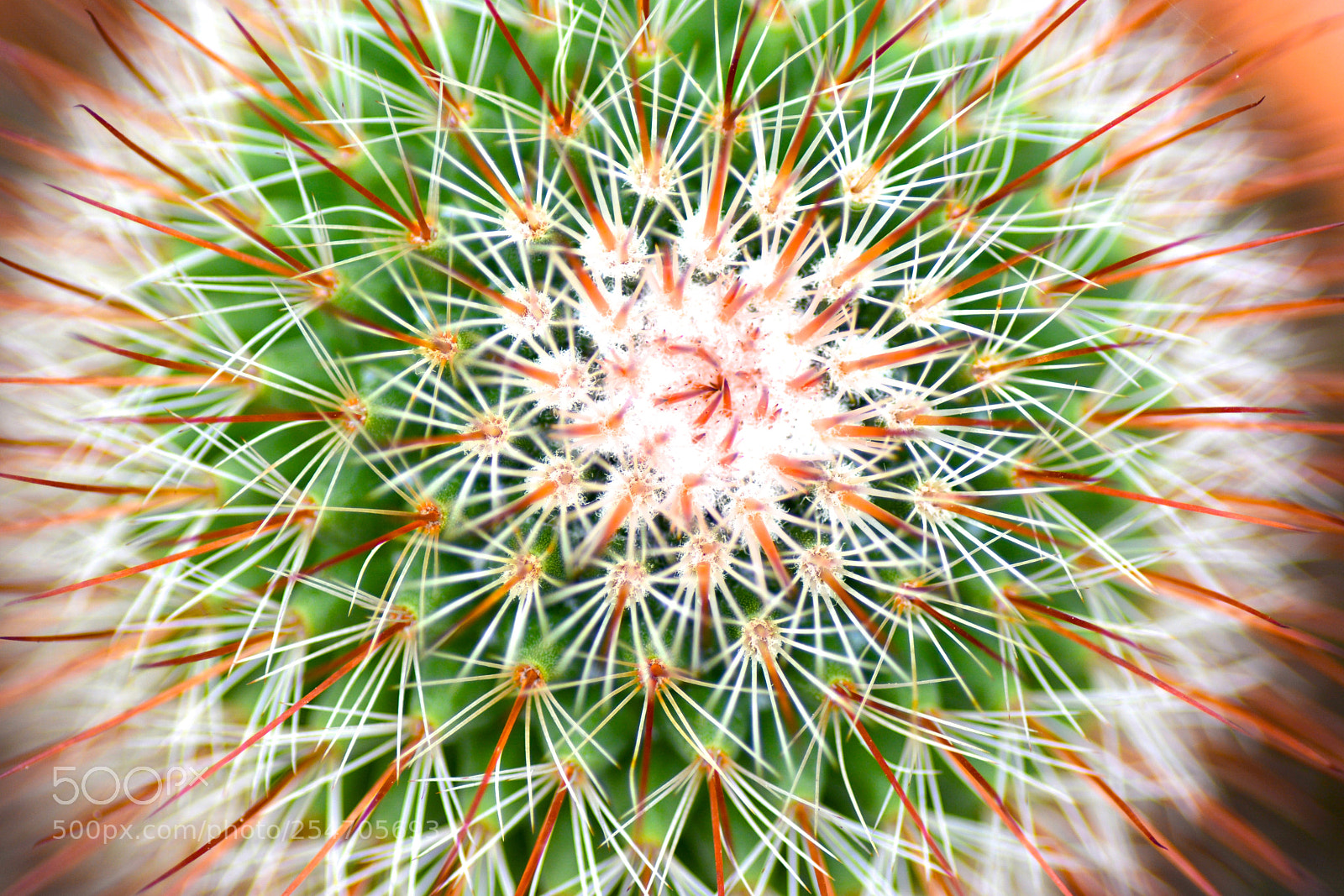 Nikon D7100 sample photo. Thorns photography